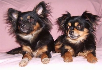 Pomchi Dog Breed Pictures 2